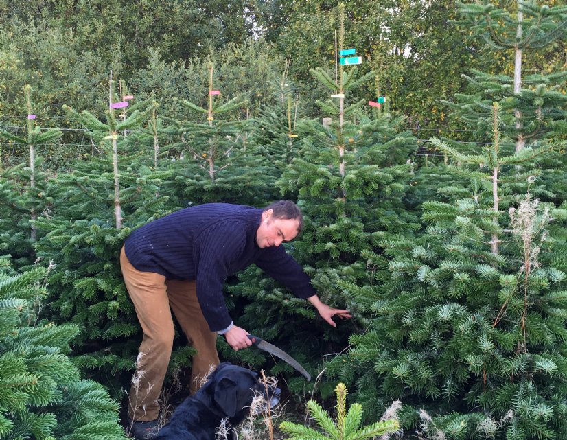 choose your own xmas tree - Black Isle Xmas trees