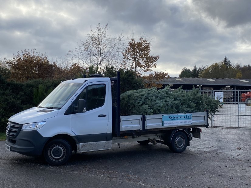 Large christmas trees for sale Black Isle