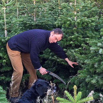 xmas trees for sale near Tore