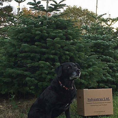 christmas trees on the black isle