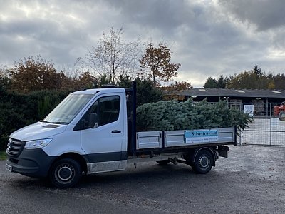 Large christmas trees for sale Black Isle